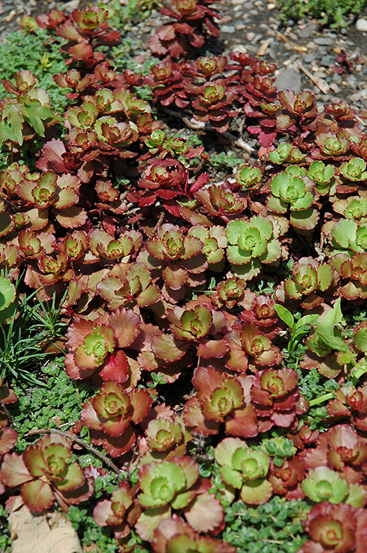 Queen Elizabeth Stonecrop (Sedum spurium 'Queen Elizabeth') at Plants Unlimited