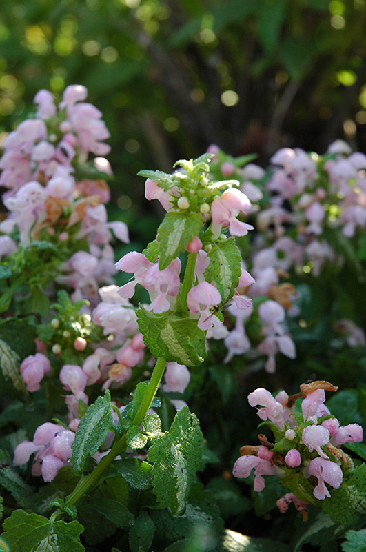 Shell Pink Spotted Dead Nettle (Lamium maculatum 'Shell Pink') at Plants Unlimited