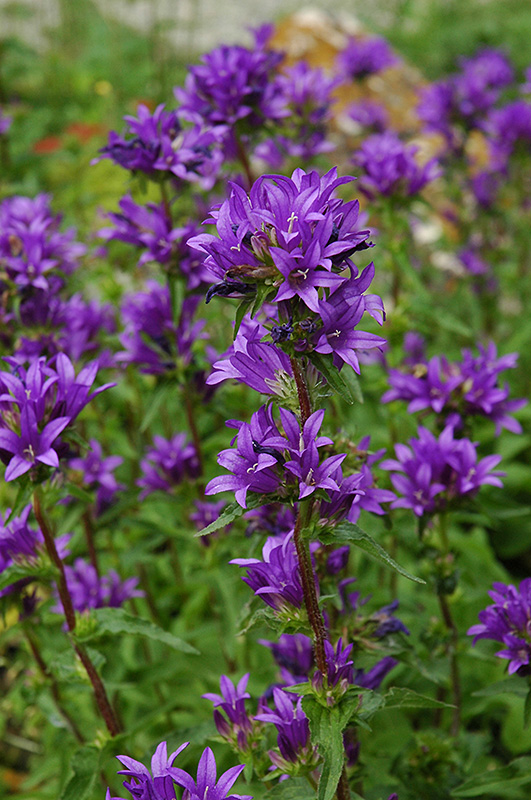 Clustered Bellflower (Campanula glomerata) at Plants Unlimited