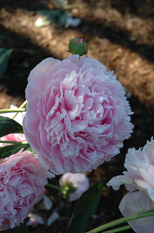 Shirley Temple Peony (Paeonia 'Shirley Temple') at Plants Unlimited
