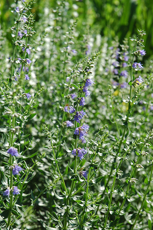 Hyssop (Hyssopus officinalis) at Plants Unlimited