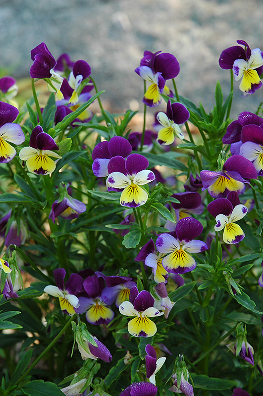 Johnny Jump-Up (Viola tricolor) at Plants Unlimited