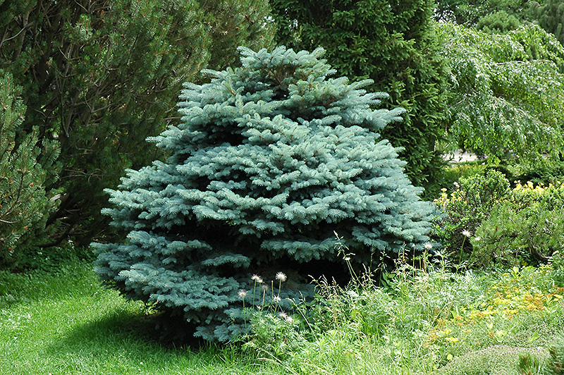 Globe Blue Spruce (Picea pungens 'Globosa') at Plants Unlimited