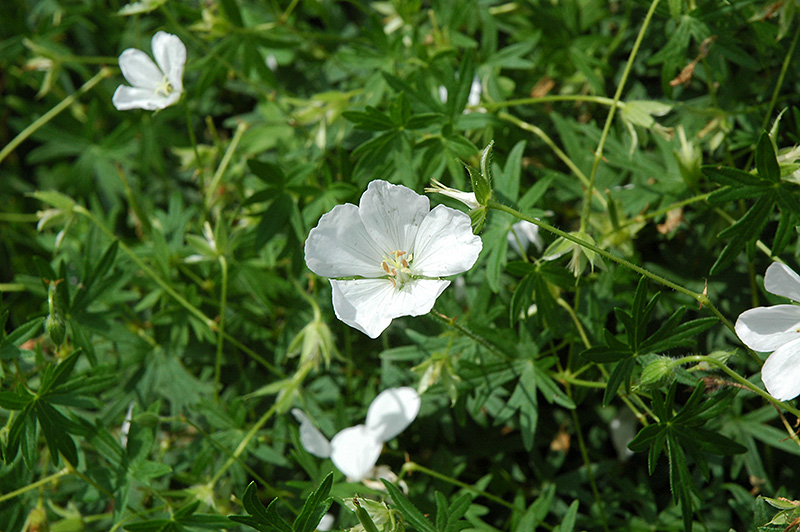 White Cranesbill (Geranium sanguineum 'Album') at Plants Unlimited