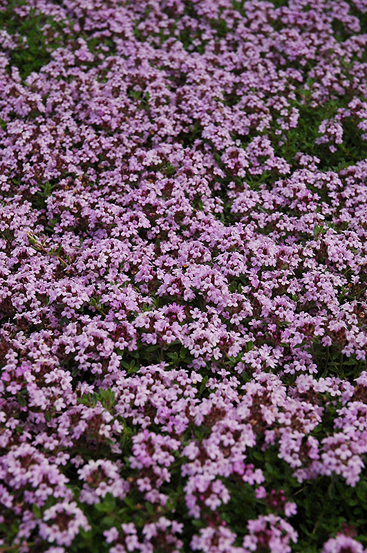 Red Creeping Thyme (Thymus praecox 'Coccineus') at Plants Unlimited