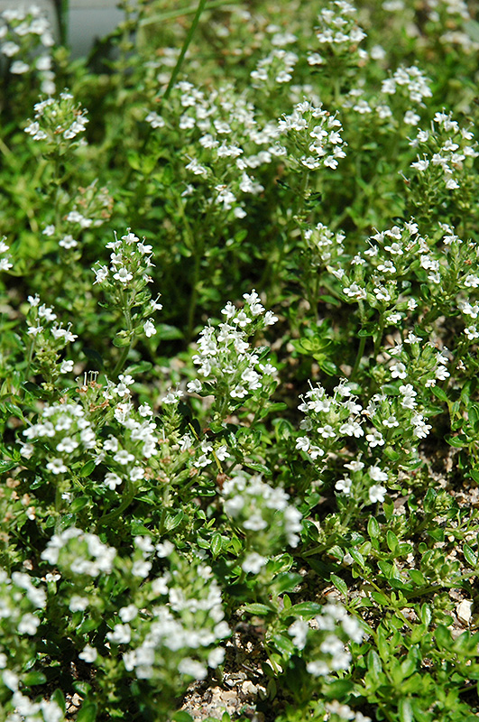 White Moss Thyme (Thymus praecox 'Albus') at Plants Unlimited