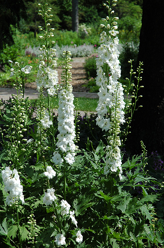 Pure White Larkspur (Delphinium 'Pure White') at Plants Unlimited