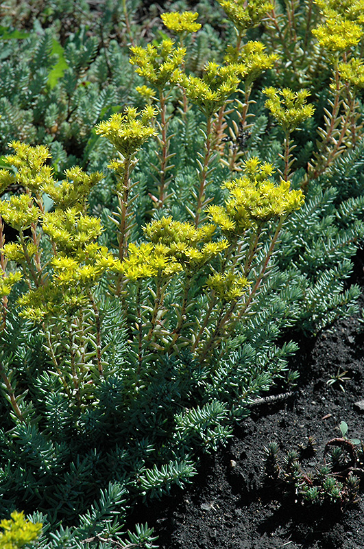 Blue Spruce Stonecrop (Sedum rupestre) at Plants Unlimited