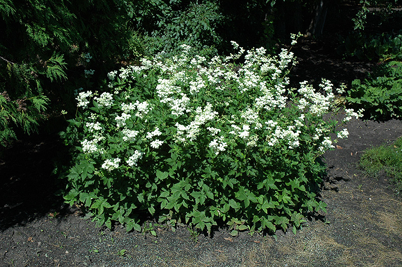 Dropwort (Filipendula vulgaris) at Plants Unlimited