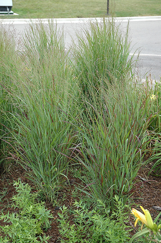 Shenandoah Reed Switch Grass (Panicum virgatum 'Shenandoah') at Plants Unlimited