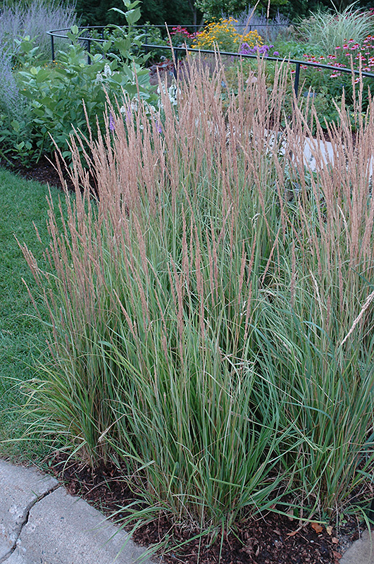 Variegated Reed Grass (Calamagrostis x acutiflora 'Overdam') at Plants Unlimited