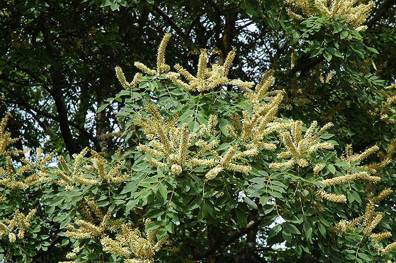 Amur Maackia (Maackia amurensis) at Plants Unlimited