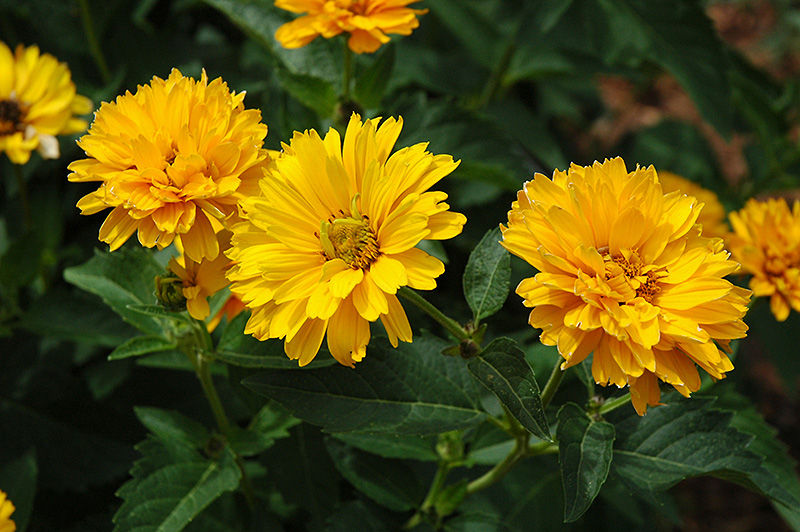Summer Sun False Sunflower (Heliopsis helianthoides 'Summer Sun') at Plants Unlimited