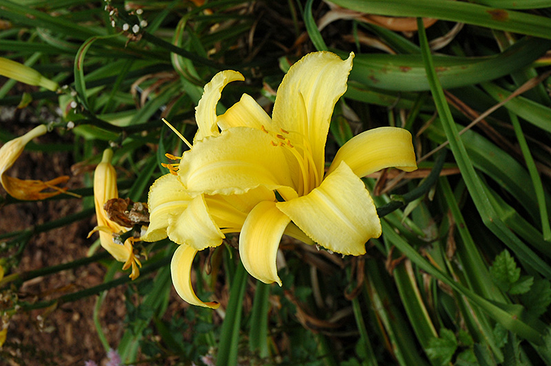 Mary Todd Daylily (Hemerocallis 'Mary Todd') at Plants Unlimited
