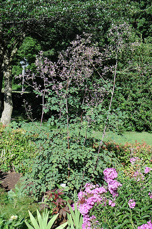 Rochebrun Meadow Rue (Thalictrum rochebrunianum) at Plants Unlimited