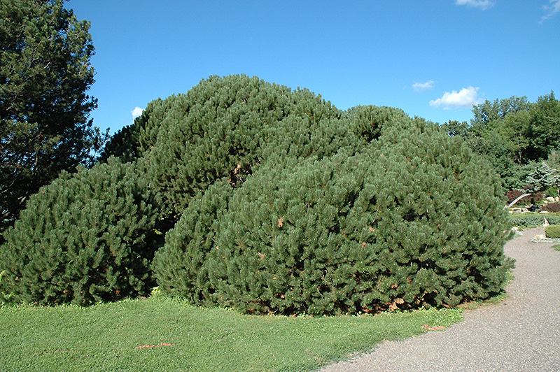 Compact Mugo Pine (Pinus mugo 'var. mughus') at Plants Unlimited