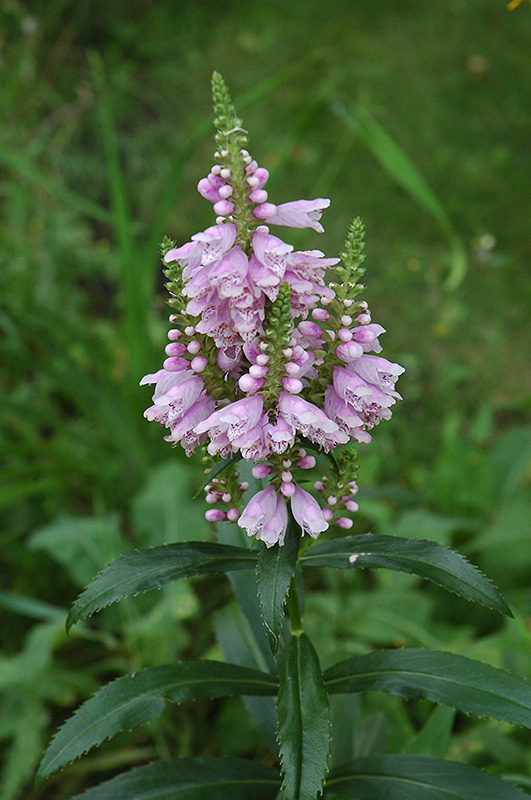 Obedient Plant (Physostegia virginiana) at Plants Unlimited