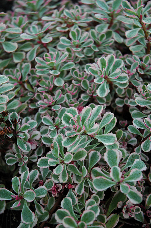 Tricolor Stonecrop (Sedum spurium 'Tricolor') at Plants Unlimited