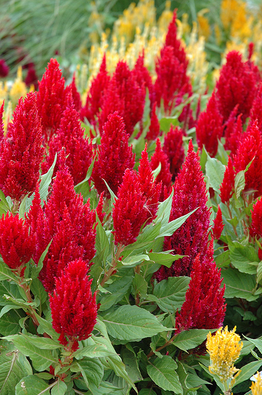 Fresh Look Red Celosia (Celosia 'Fresh Look Red') at Plants Unlimited