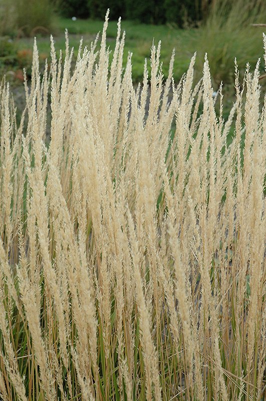 Karl Foerster Reed Grass (Calamagrostis x acutiflora 'Karl Foerster') at Plants Unlimited