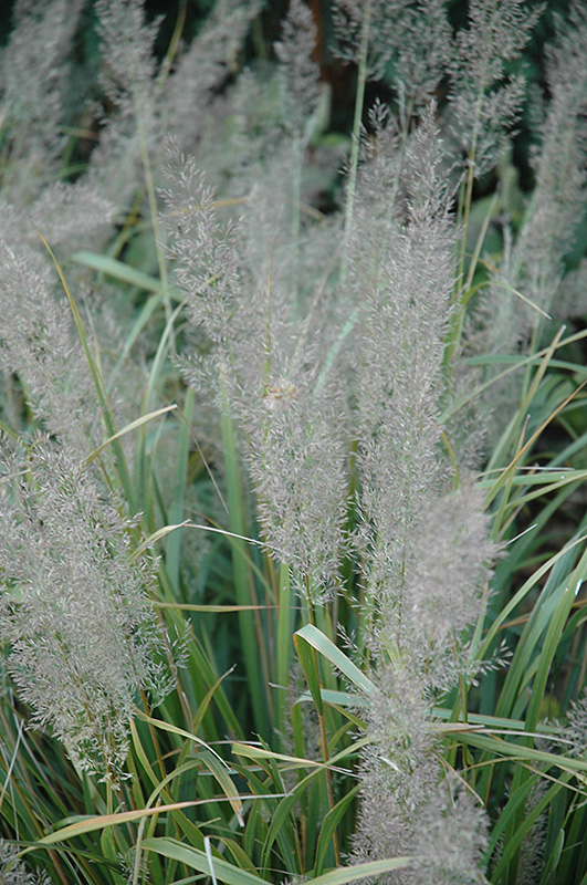 Korean Reed Grass (Calamagrostis brachytricha) at Plants Unlimited