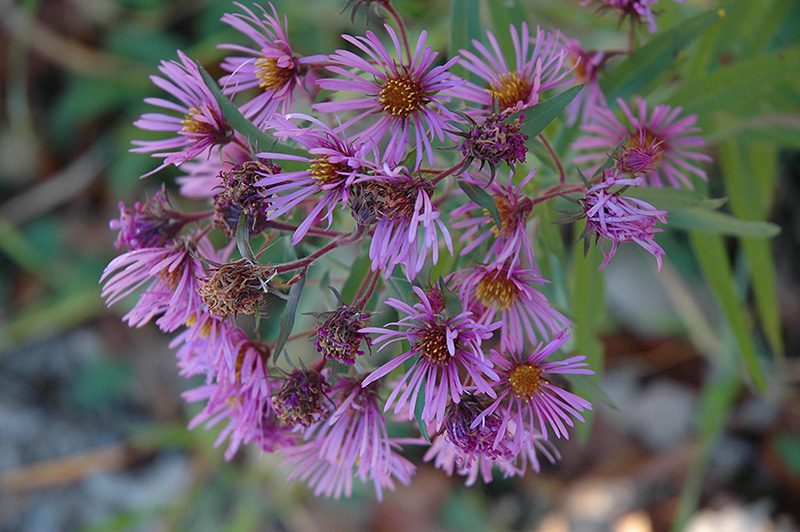 New England Aster (Aster novae-angliae) at Plants Unlimited