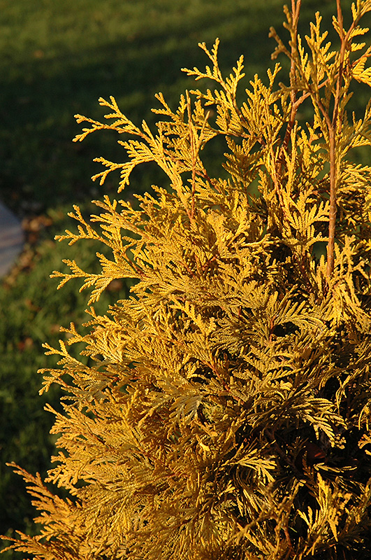 Yellow Ribbon Arborvitae (Thuja occidentalis 'Yellow Ribbon') at Plants Unlimited