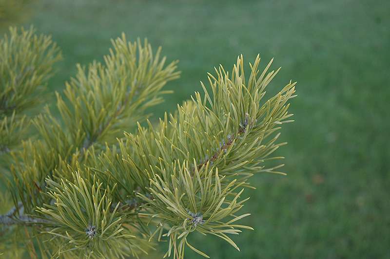 Scotch Pine (Pinus sylvestris) at Plants Unlimited