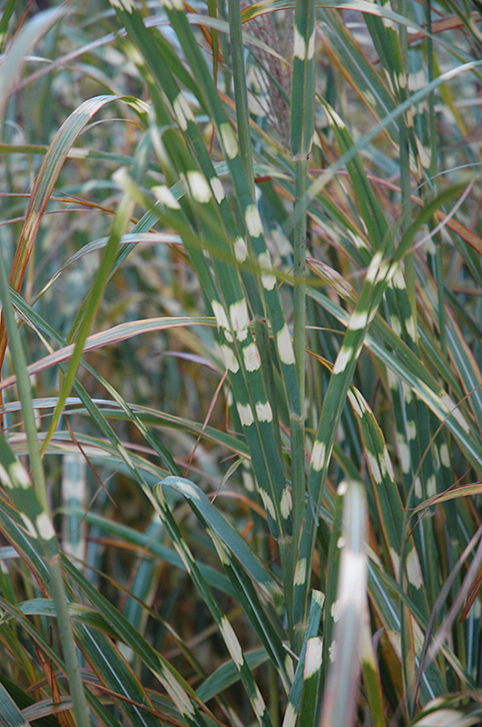 Zebra Grass (Miscanthus sinensis 'Zebrinus') at Plants Unlimited