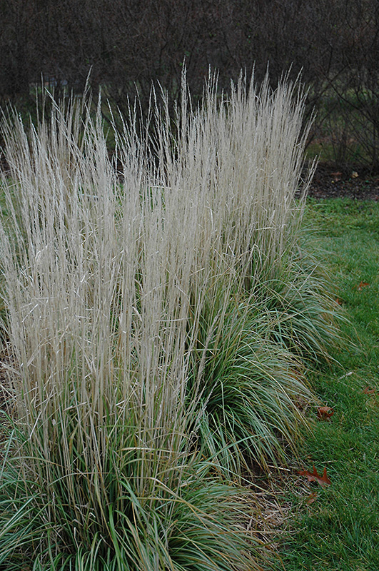 Avalanche Reed Grass (Calamagrostis x acutiflora 'Avalanche') at Plants Unlimited