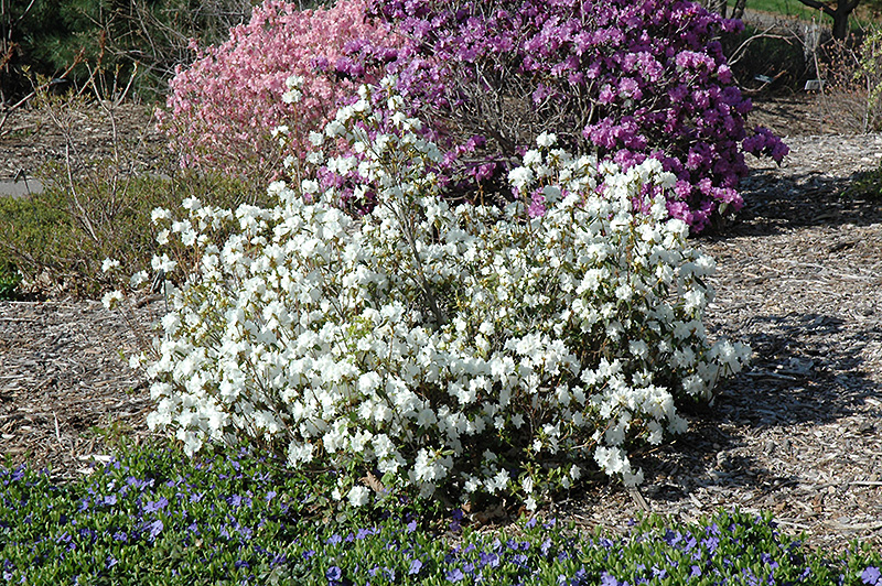 April Snow Rhododendron (Rhododendron 'April Snow') at Plants Unlimited