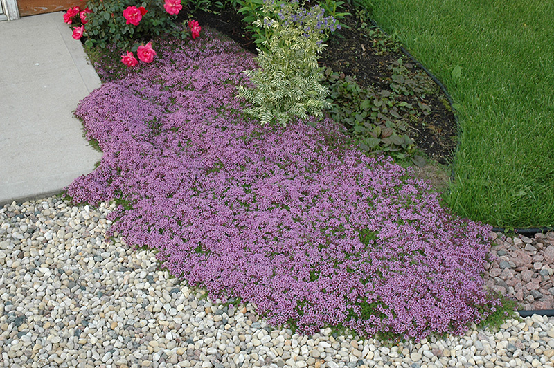 Red Creeping Thyme (Thymus praecox 'Coccineus') at Plants Unlimited