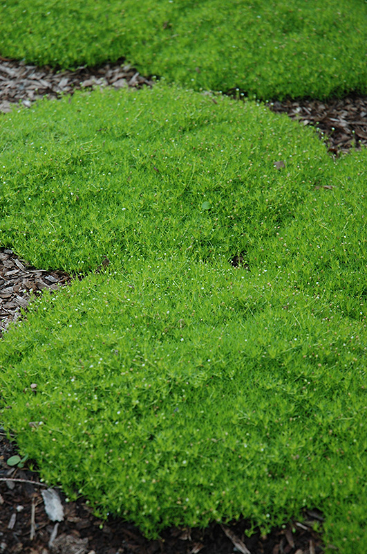 Irish Moss (Sagina subulata) at Plants Unlimited