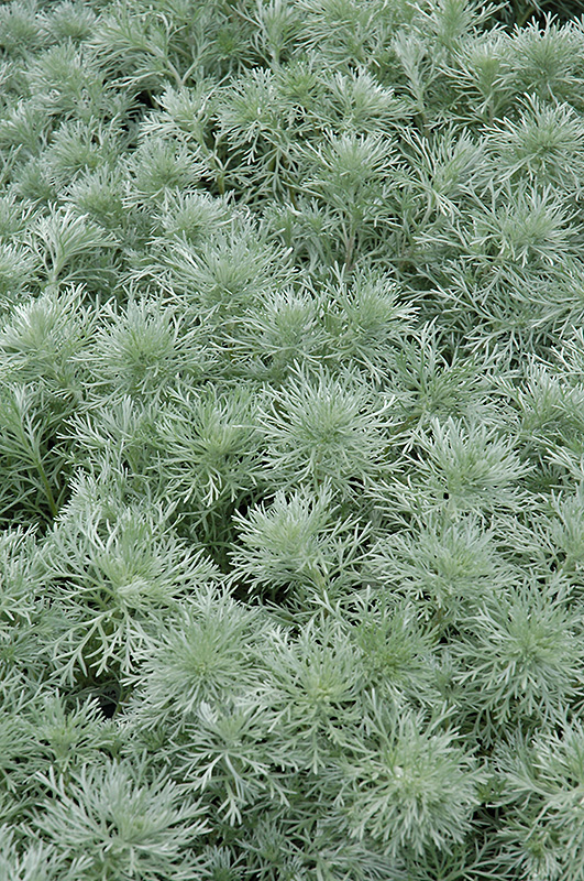 Silver Mound Artemesia (Artemisia schmidtiana 'Silver Mound') at Plants Unlimited