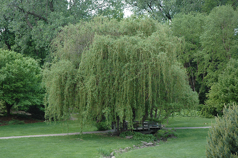 Golden Curls Willow (Salix 'Golden Curls') at Plants Unlimited