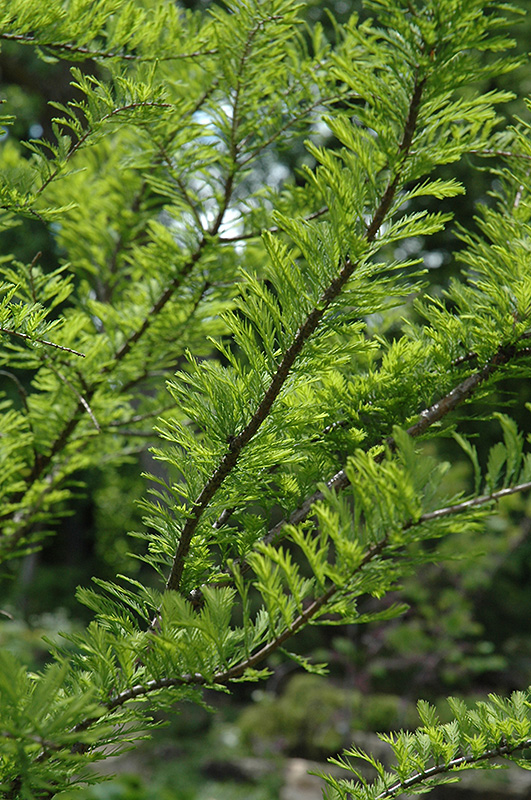 Baldcypress (Taxodium distichum) at Plants Unlimited