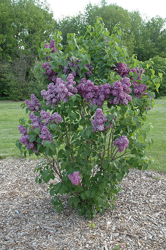 Yankee Doodle Lilac (Syringa vulgaris 'Yankee Doodle') at Plants Unlimited