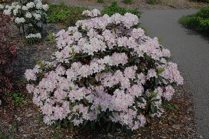 Helsinki University Rhododendron (Rhododendron 'Helsinki University') at Plants Unlimited