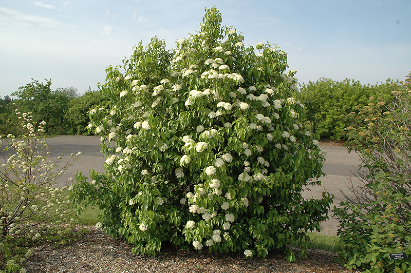 Nannyberry (Viburnum lentago) at Plants Unlimited