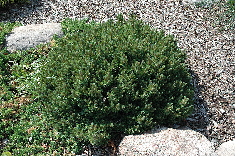 Valley Cushion Mugo Pine (Pinus mugo 'Valley Cushion') at Plants Unlimited