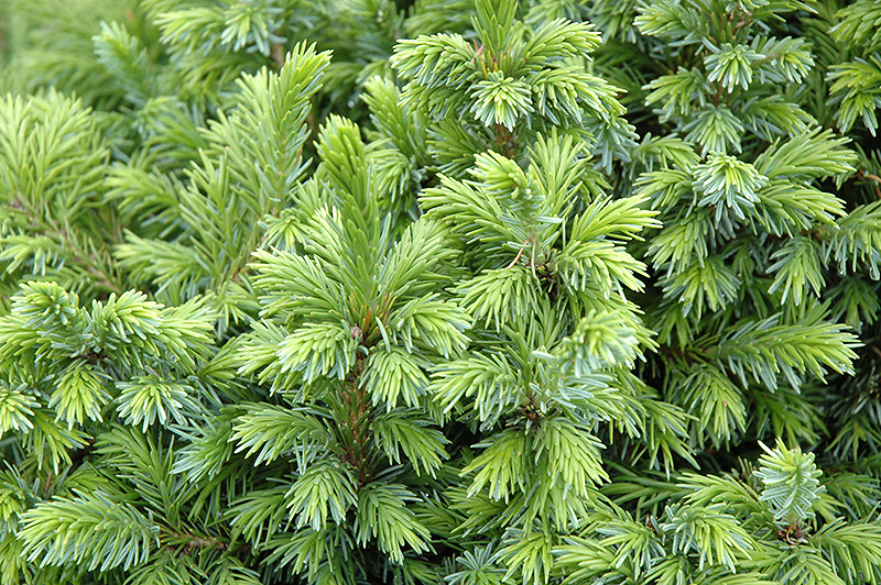 Dwarf Serbian Spruce (Picea omorika 'Nana') at Plants Unlimited