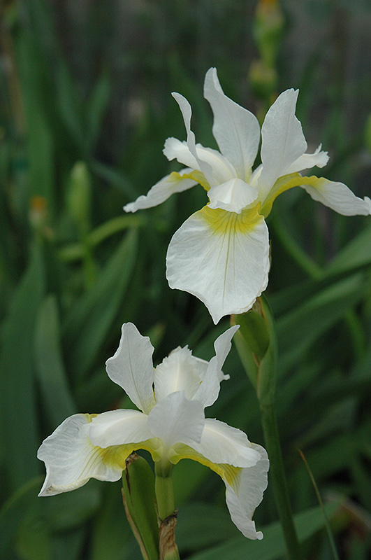Snow Queen Siberian Iris (Iris sibirica 'Snow Queen') at Plants Unlimited