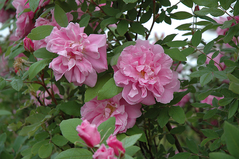 Therese Bugnet Rose (Rosa 'Therese Bugnet') at Plants Unlimited