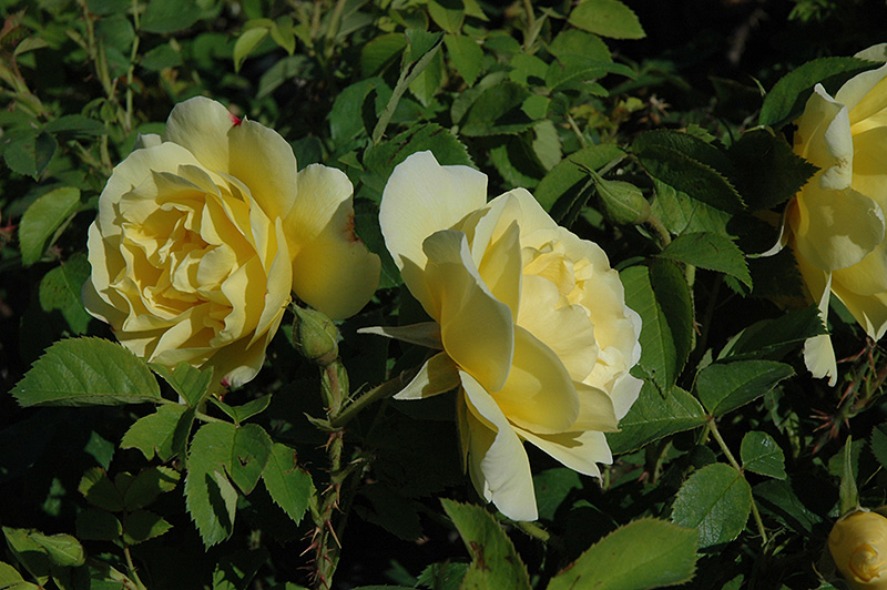 Topaz Jewel Rose (Rosa 'Topaz Jewel') at Plants Unlimited