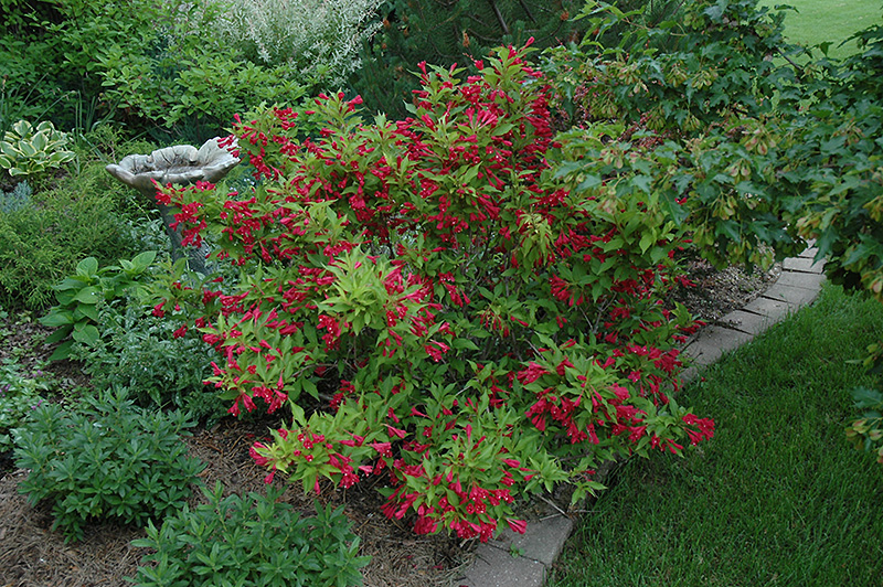 Red Prince Weigela (Weigela florida 'Red Prince') at Plants Unlimited
