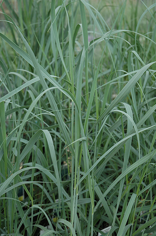 Heavy Metal Blue Switch Grass (Panicum virgatum 'Heavy Metal') at Plants Unlimited