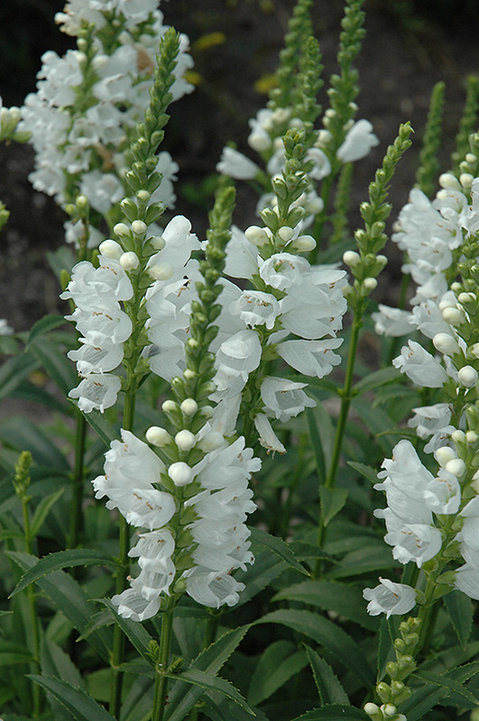 Miss Manners Obedient Plant (Physostegia virginiana 'Miss Manners') at Plants Unlimited