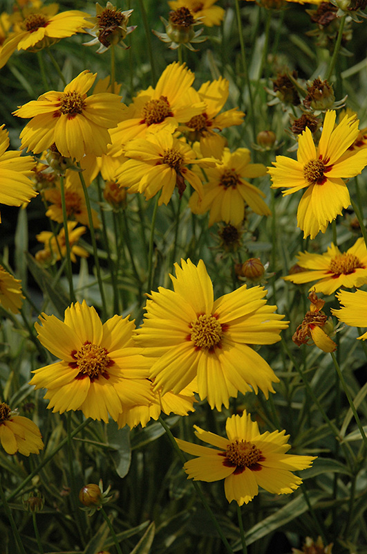 Tequila Sunrise Tickseed (Coreopsis 'Tequila Sunrise') at Plants Unlimited