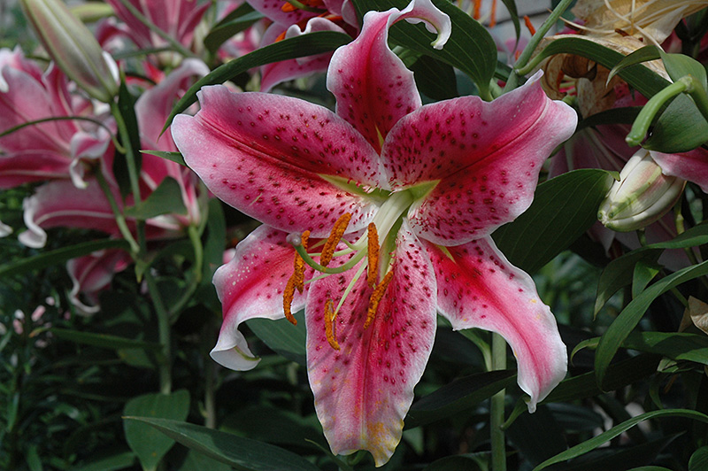Stargazer Lily (Lilium 'Stargazer') at Plants Unlimited
