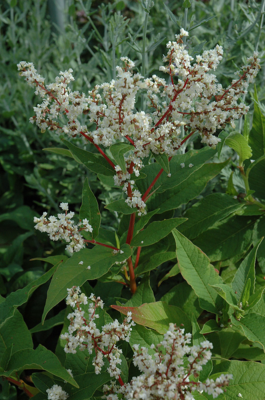 White Fleeceflower (Persicaria polymorpha) at Plants Unlimited